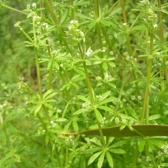 Galium aparine at Fisher, ACT - 23 Oct 2022 11:53 AM