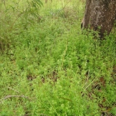 Galium aparine at Fisher, ACT - 23 Oct 2022 11:53 AM