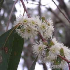 Eucalyptus dives (Broad-leaved Peppermint) at Mount Taylor - 23 Oct 2022 by MatthewFrawley