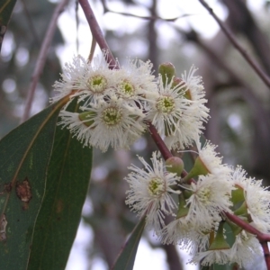 Eucalyptus dives at Mount Taylor - 23 Oct 2022 12:01 PM