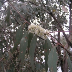 Eucalyptus dives at Mount Taylor - 23 Oct 2022 12:01 PM