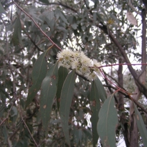 Eucalyptus dives at Mount Taylor - 23 Oct 2022 12:01 PM