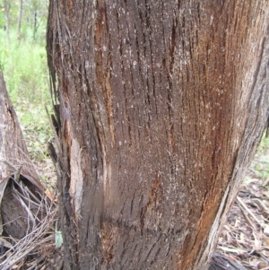 Eucalyptus dives at Mount Taylor - 23 Oct 2022 12:01 PM