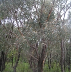 Eucalyptus dives at Kambah, ACT - 23 Oct 2022