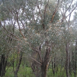 Eucalyptus dives at Mount Taylor - 23 Oct 2022 12:01 PM