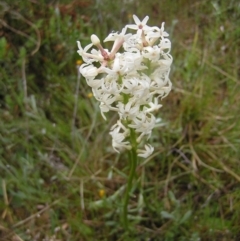Stackhousia monogyna (Creamy Candles) at Mount Taylor - 23 Oct 2022 by MatthewFrawley