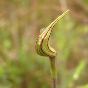 Caladenia atrovespa at Kambah, ACT - 23 Oct 2022