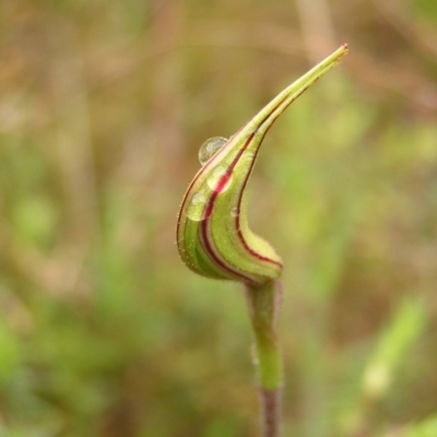 Caladenia atrovespa (Green-comb Spider Orchid) at Mount Taylor - 23 Oct 2022 by MatthewFrawley