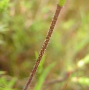 Caladenia atrovespa at Kambah, ACT - suppressed