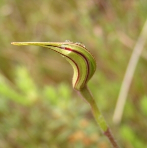 Caladenia atrovespa at Kambah, ACT - 23 Oct 2022