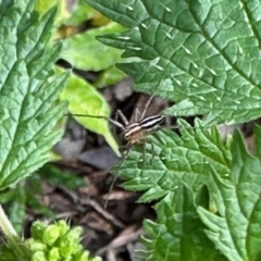 Oxyopes sp. (genus) (Lynx spider) at GG182 - 23 Oct 2022 by KMcCue