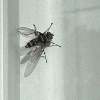 Trigonospila sp. (genus) (A Bristle Fly) at GG182 - 23 Oct 2022 by KMcCue