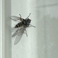 Trigonospila sp. (genus) (A Bristle Fly) at Aranda, ACT - 23 Oct 2022 by KMcCue