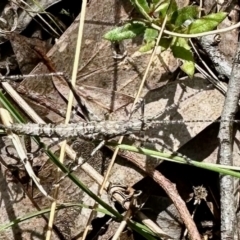 Zaprochilus australis (Twig-mimic katydid) at Stony Creek Nature Reserve - 15 Oct 2022 by KMcCue