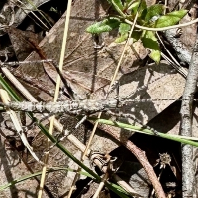 Zaprochilus australis (Twig-mimic katydid) at QPRC LGA - 15 Oct 2022 by KMcCue