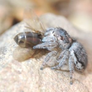 Maratus calcitrans at Carwoola, NSW - suppressed