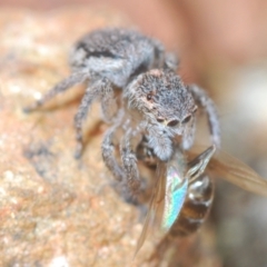 Maratus calcitrans at Carwoola, NSW - suppressed