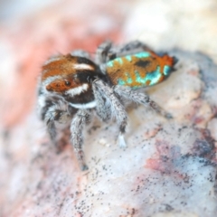 Maratus calcitrans at Carwoola, NSW - suppressed