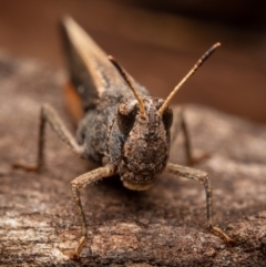 Cryptobothrus chrysophorus (Golden Bandwing) at Hackett, ACT - 23 Oct 2022 by Boagshoags