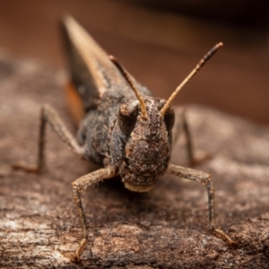 Cryptobothrus chrysophorus at Hackett, ACT - 23 Oct 2022