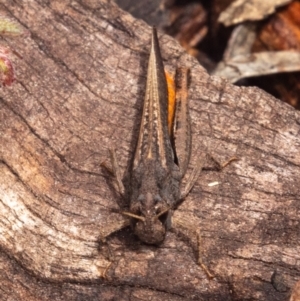 Cryptobothrus chrysophorus at Hackett, ACT - 23 Oct 2022 11:07 AM