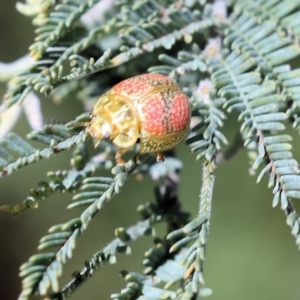 Paropsisterna fastidiosa at Wodonga, VIC - 23 Oct 2022