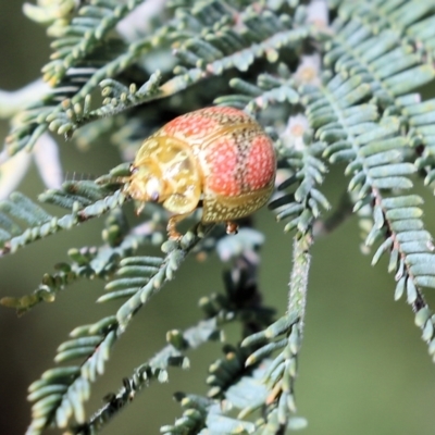 Paropsisterna fastidiosa (Eucalyptus leaf beetle) at Wodonga - 22 Oct 2022 by KylieWaldon