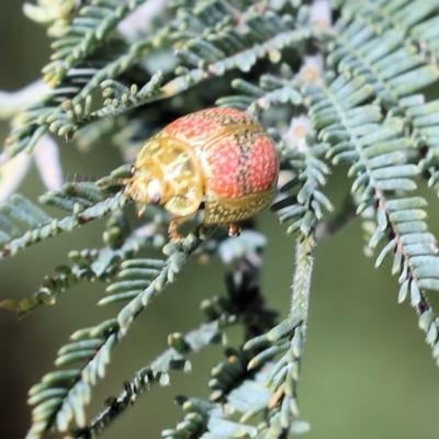 Paropsisterna fastidiosa (Eucalyptus leaf beetle) at Wodonga, VIC - 23 Oct 2022 by KylieWaldon