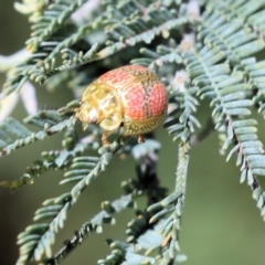 Paropsisterna fastidiosa (Eucalyptus leaf beetle) at Wodonga, VIC - 22 Oct 2022 by KylieWaldon