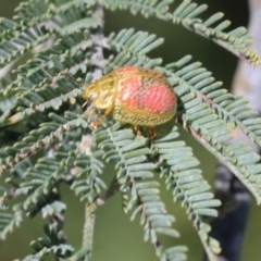 Paropsisterna fastidiosa at Wodonga, VIC - 23 Oct 2022