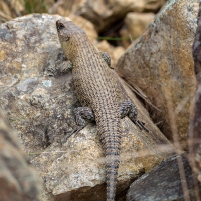 Egernia cunninghami (Cunningham's Skink) at Hackett, ACT - 20 Oct 2022 by Boagshoags