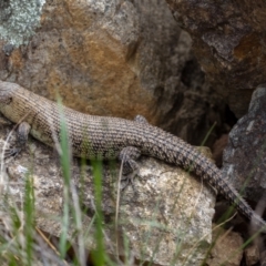 Egernia cunninghami at Hackett, ACT - 20 Oct 2022 11:41 AM