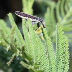 Rhinotia sp. (genus) (Unidentified Rhinotia weevil) at Wodonga - 22 Oct 2022 by KylieWaldon