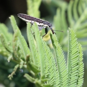 Rhinotia sp. (genus) at Wodonga, VIC - 23 Oct 2022