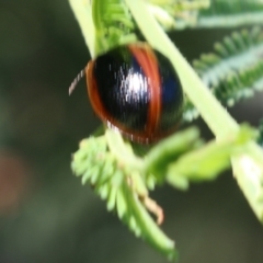 Dicranosterna immaculata (Acacia leaf beetle) at Wodonga, VIC - 23 Oct 2022 by KylieWaldon