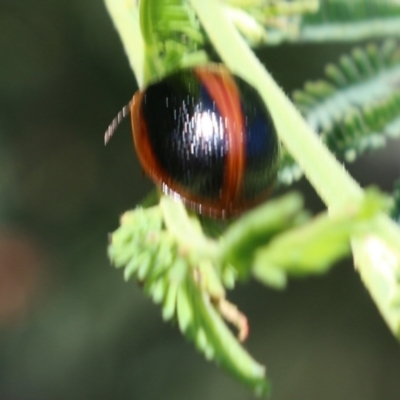 Dicranosterna immaculata (Acacia leaf beetle) at WREN Reserves - 22 Oct 2022 by KylieWaldon