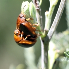 Dicranosterna immaculata (Acacia leaf beetle) at Wodonga, VIC - 22 Oct 2022 by KylieWaldon