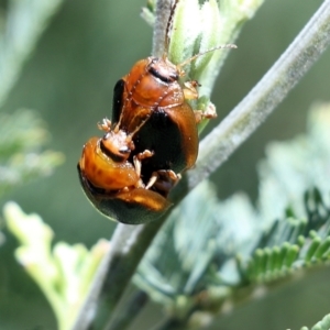 Dicranosterna immaculata at Wodonga, VIC - 23 Oct 2022 10:00 AM