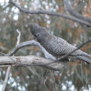 Callocephalon fimbriatum at Jerrabomberra, NSW - suppressed