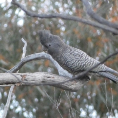 Callocephalon fimbriatum (Gang-gang Cockatoo) at Jerrabomberra, NSW - 23 Oct 2022 by Steve_Bok