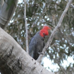 Callocephalon fimbriatum at Jerrabomberra, NSW - suppressed