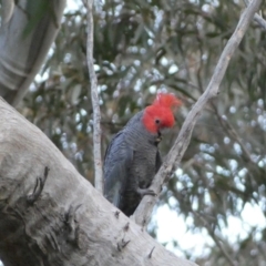 Callocephalon fimbriatum at Jerrabomberra, NSW - 23 Oct 2022