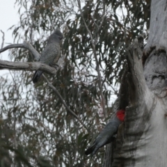 Callocephalon fimbriatum at Jerrabomberra, NSW - suppressed