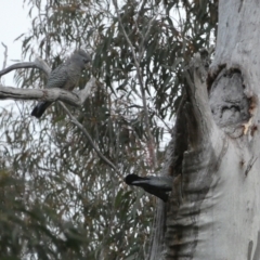 Callocephalon fimbriatum at Jerrabomberra, NSW - suppressed