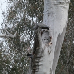 Callocephalon fimbriatum at Jerrabomberra, NSW - 23 Oct 2022