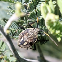 Theseus modestus (Gum tree shield bug) at Wodonga, VIC - 22 Oct 2022 by KylieWaldon