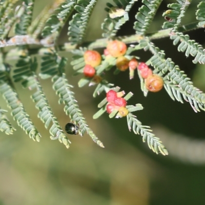 Unidentified Beetle (Coleoptera) at WREN Reserves - 22 Oct 2022 by KylieWaldon