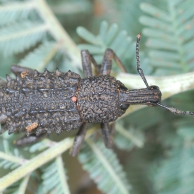 Leptopius sp. (genus) (A weevil) at Lake George, NSW - 23 Oct 2022 by Harrisi