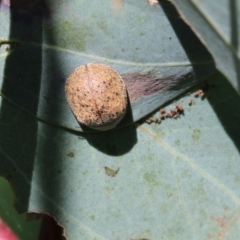 Trachymela sp. (genus) (Brown button beetle) at Wodonga, VIC - 22 Oct 2022 by KylieWaldon