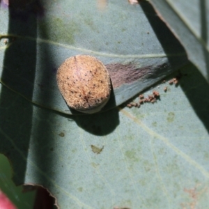 Trachymela sp. (genus) at Wodonga, VIC - 23 Oct 2022
